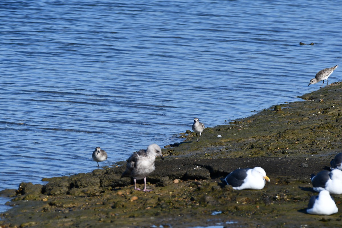 Western Gull - ML616611435