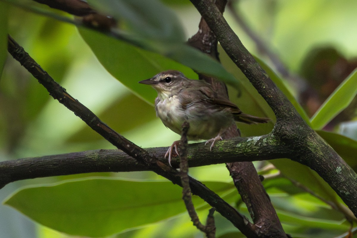 Swainson's Warbler - Phil Lehman
