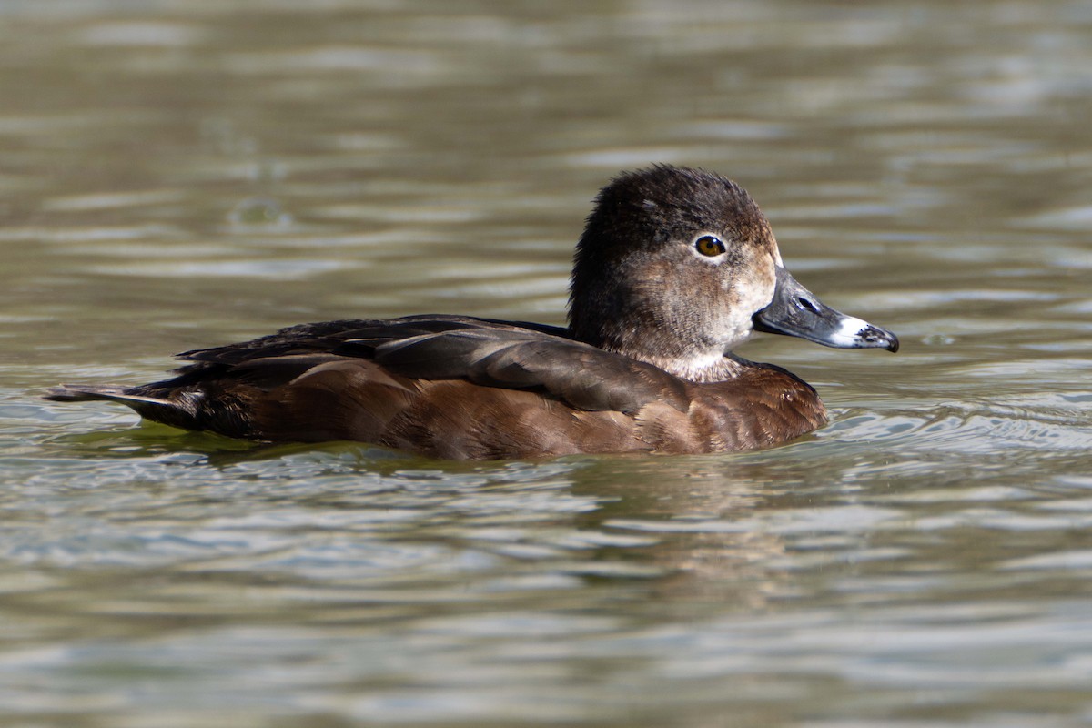 Ring-necked Duck - Susan Elliott