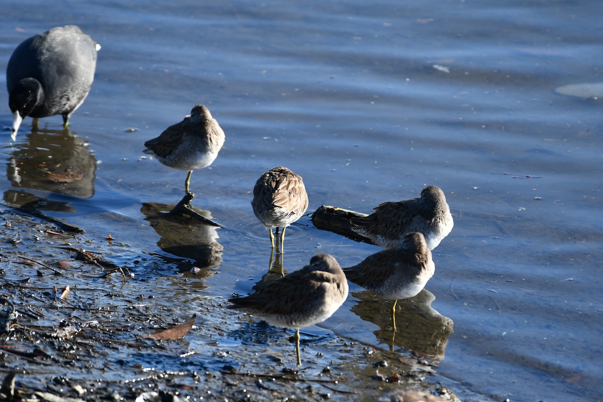 Long-billed Dowitcher - ML616611451