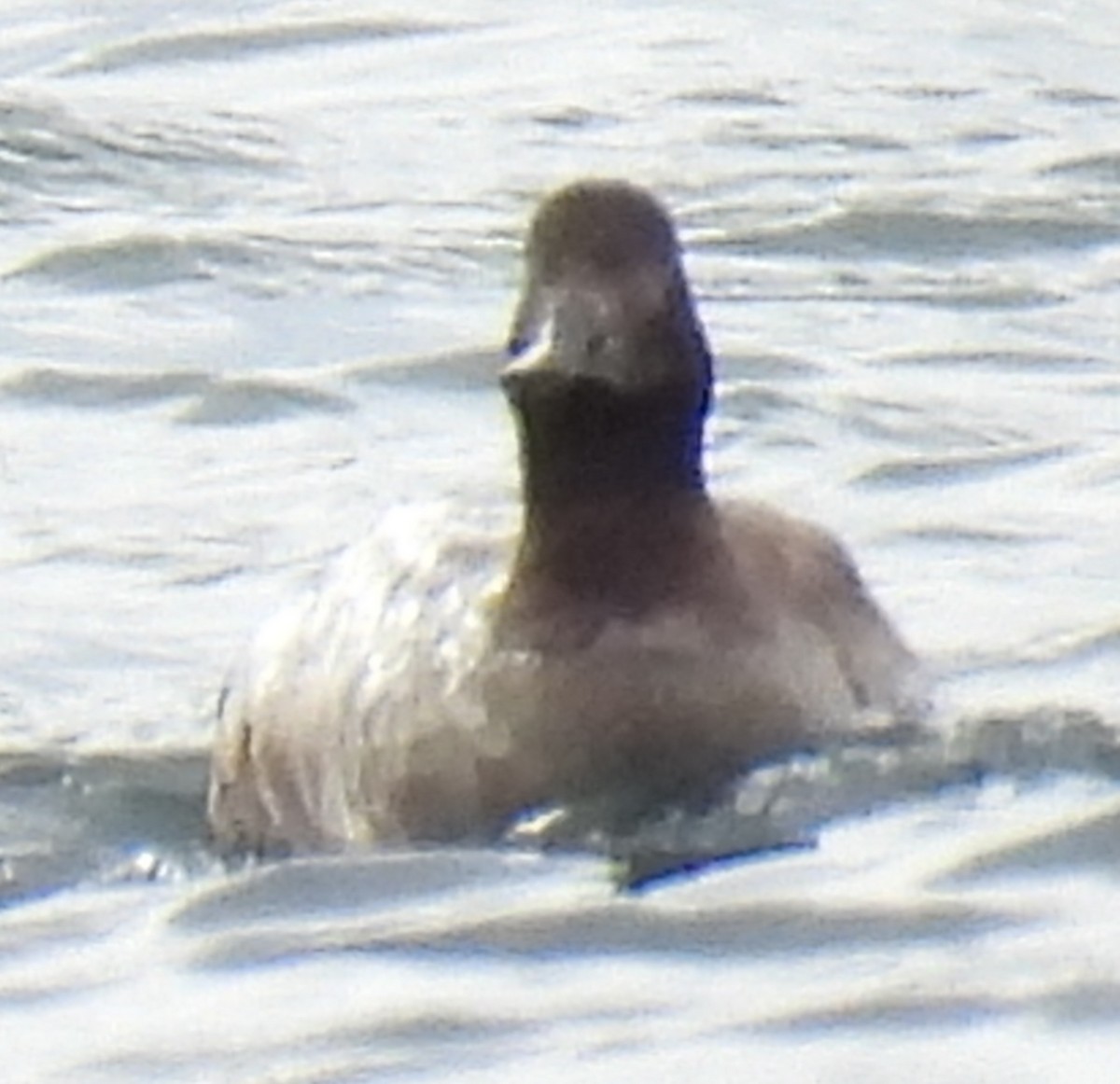 White-winged Scoter - Jody  Wells