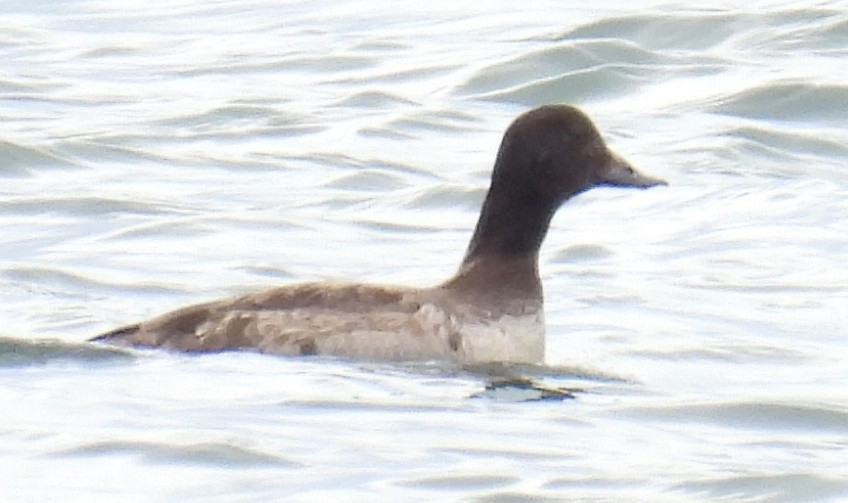 White-winged Scoter - ML616611501