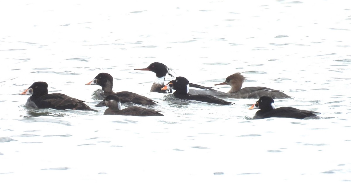 Red-breasted Merganser - Jody  Wells