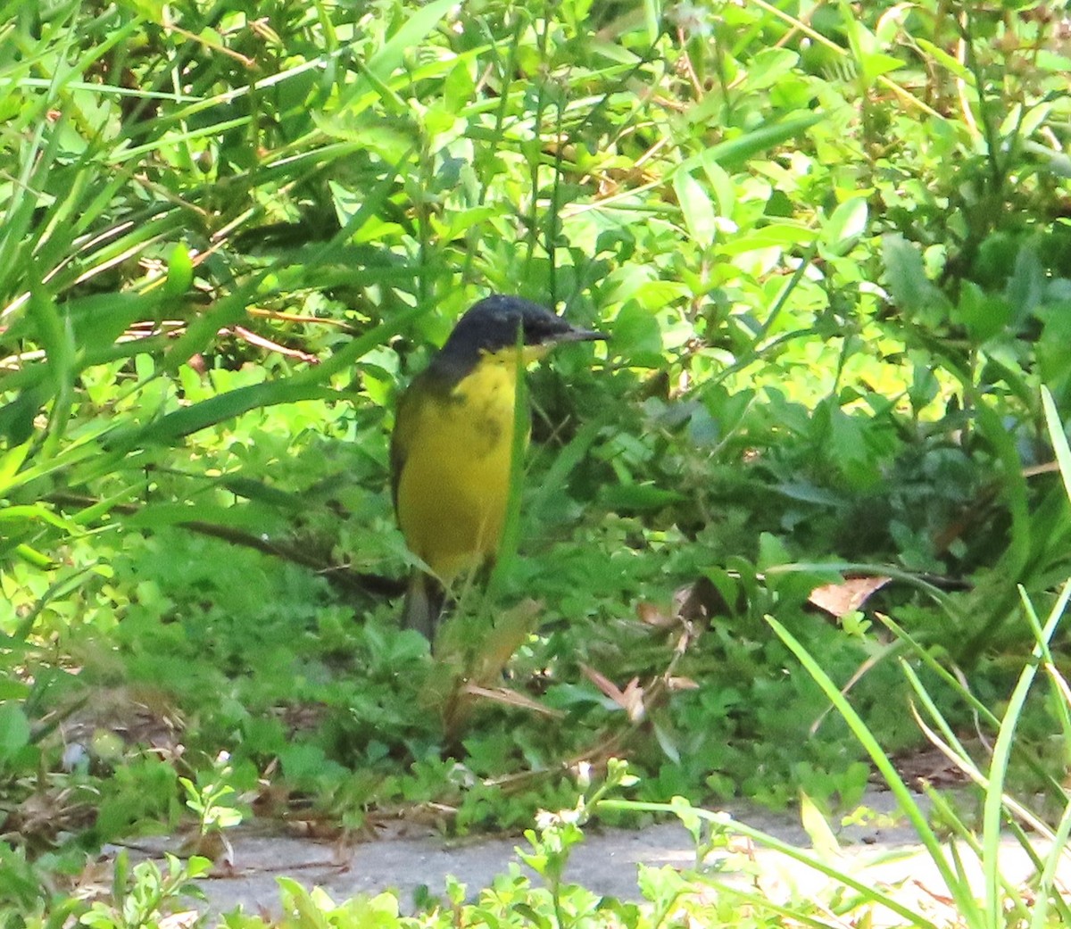 Western/Eastern Yellow Wagtail - ML616611534