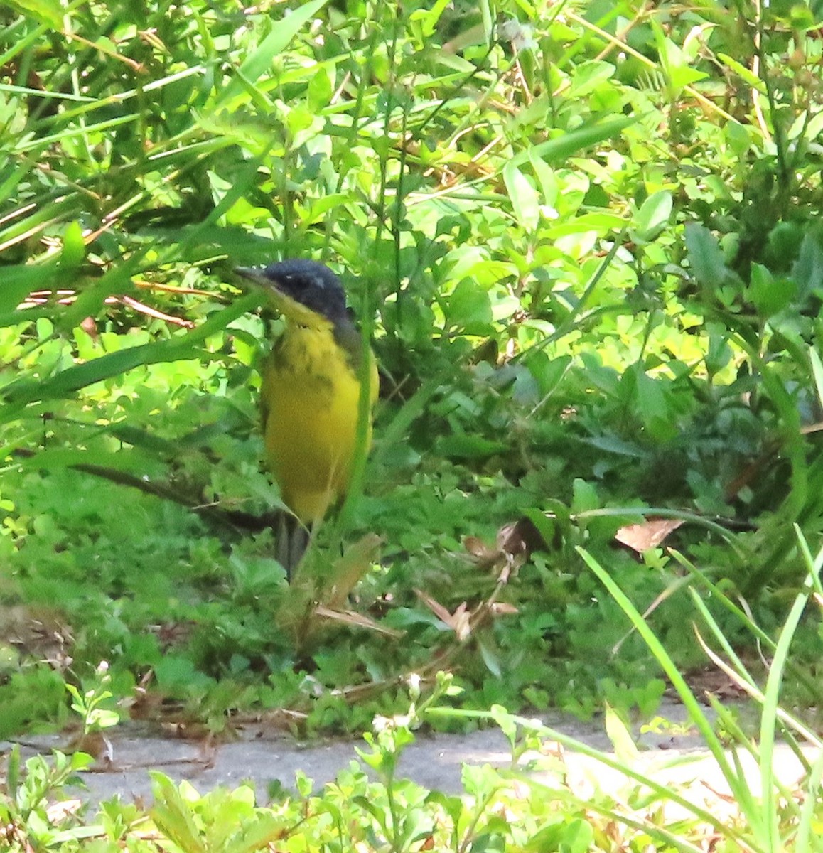 Western/Eastern Yellow Wagtail - ML616611536