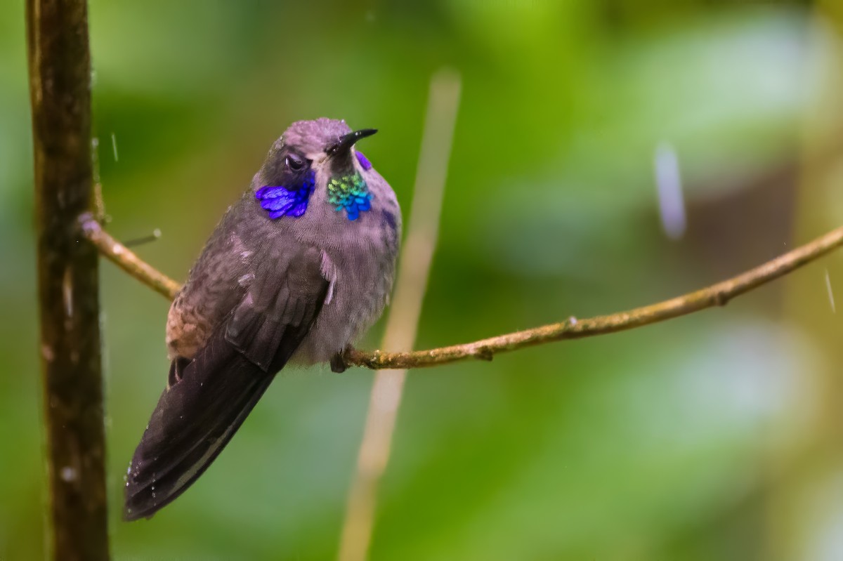 kolibřík fialovouchý - ML616611541