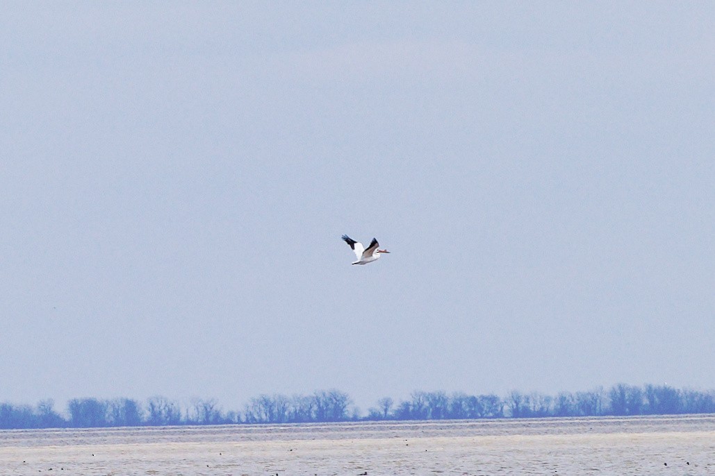 American White Pelican - Robert Bochenek