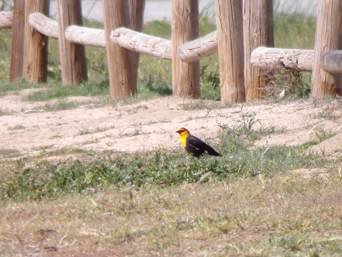 Yellow-headed Blackbird - ML616611559