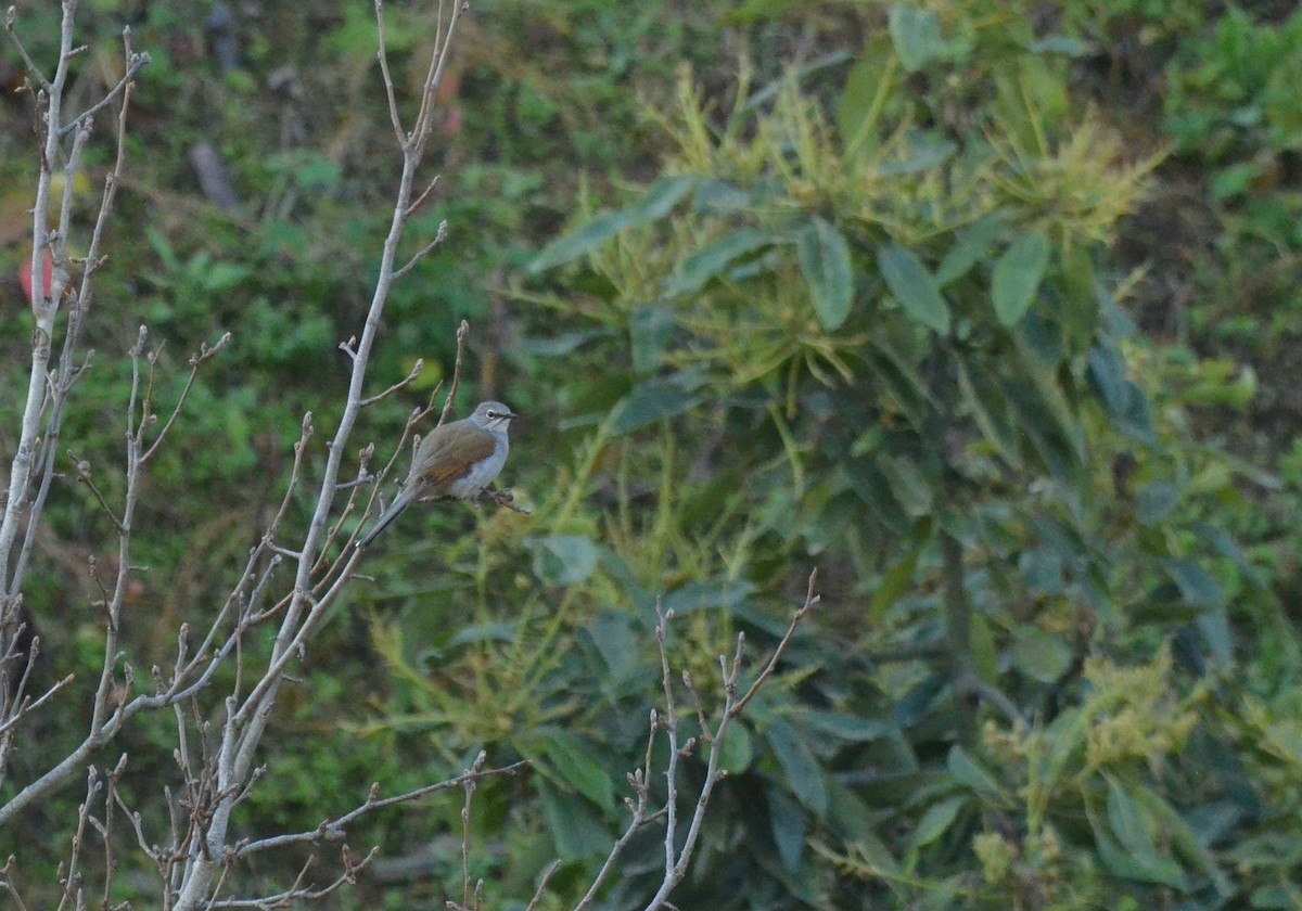 Brown-backed Solitaire - Matthew Dickerson