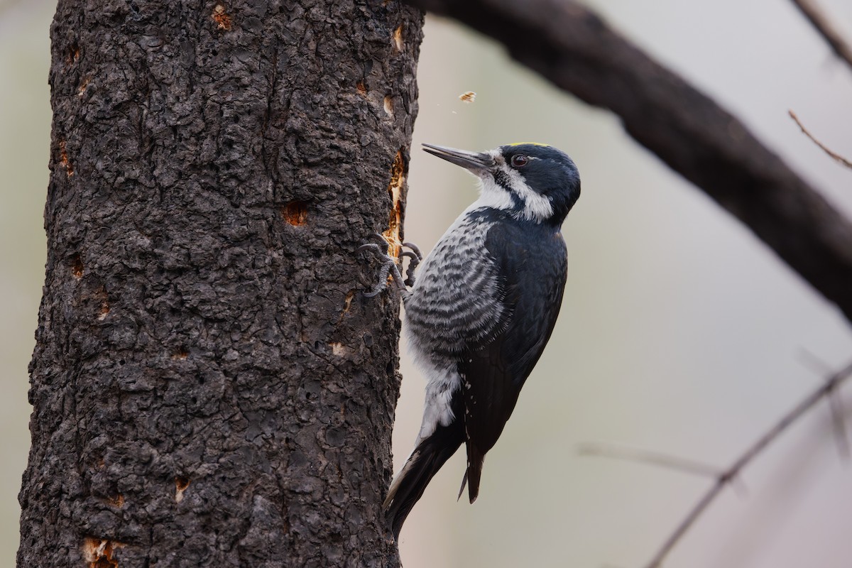 Black-backed Woodpecker - ML616611573