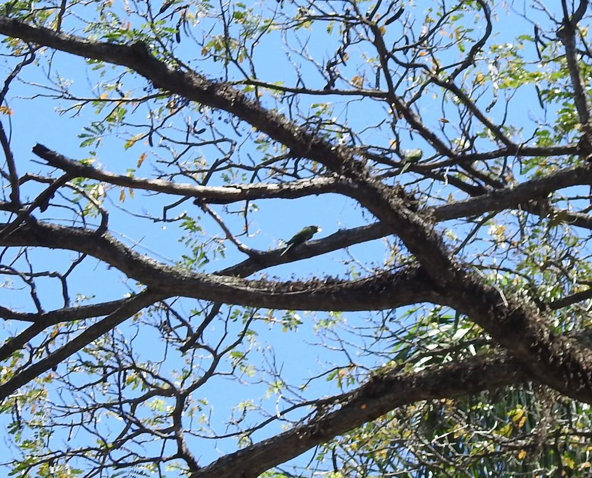 Hispaniolan Parakeet - Danilo Moreno