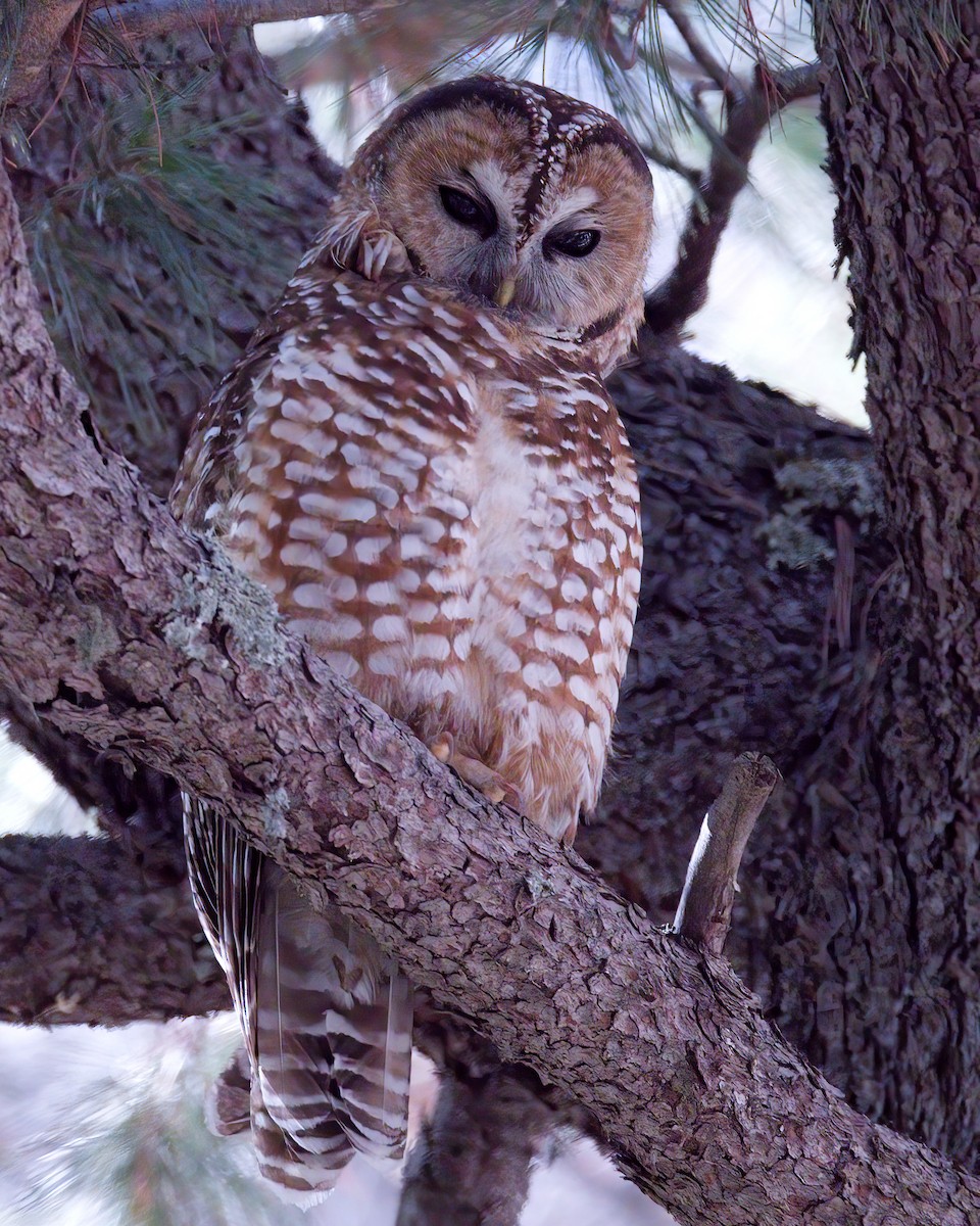 Spotted Owl - Jonathan Dowell