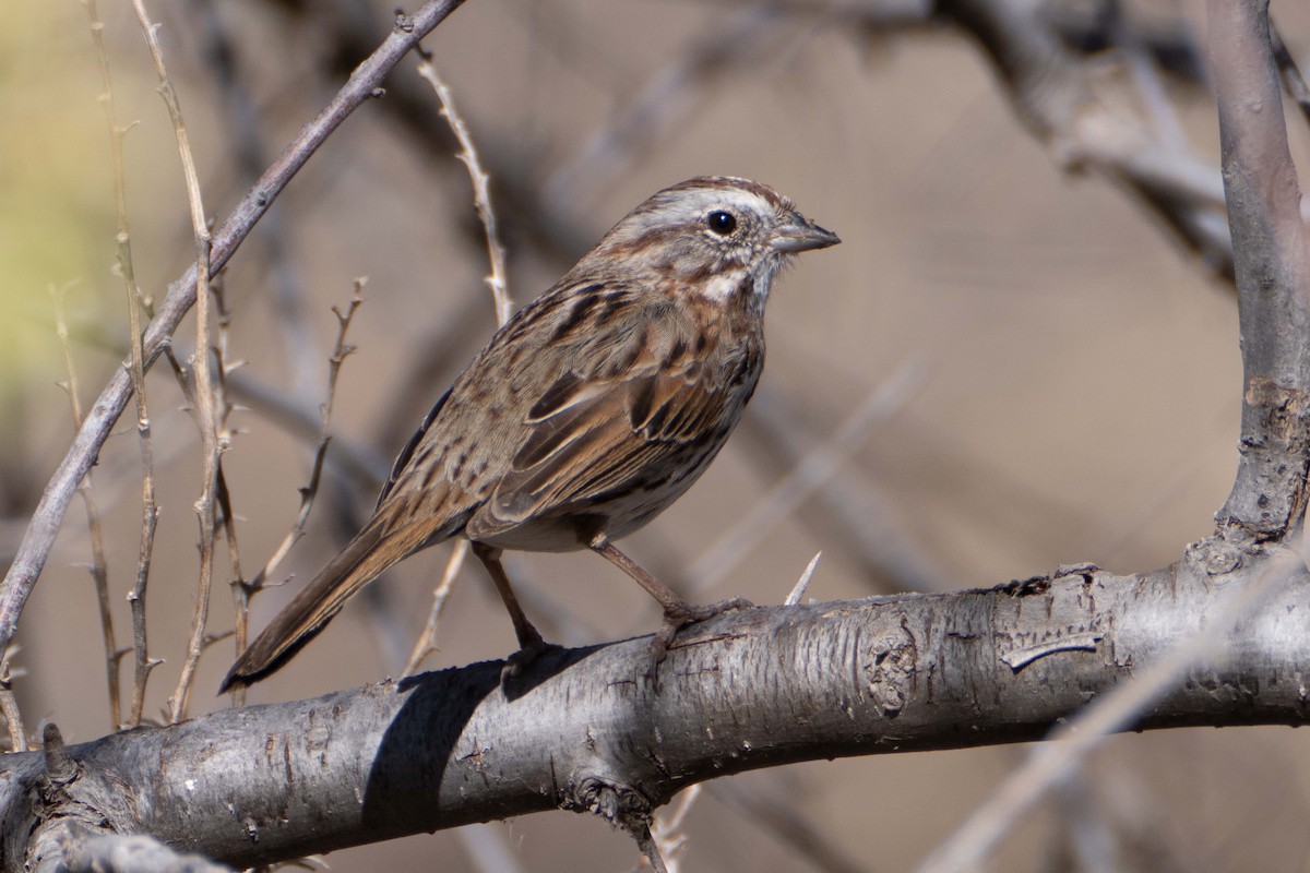 Song Sparrow - Susan Elliott