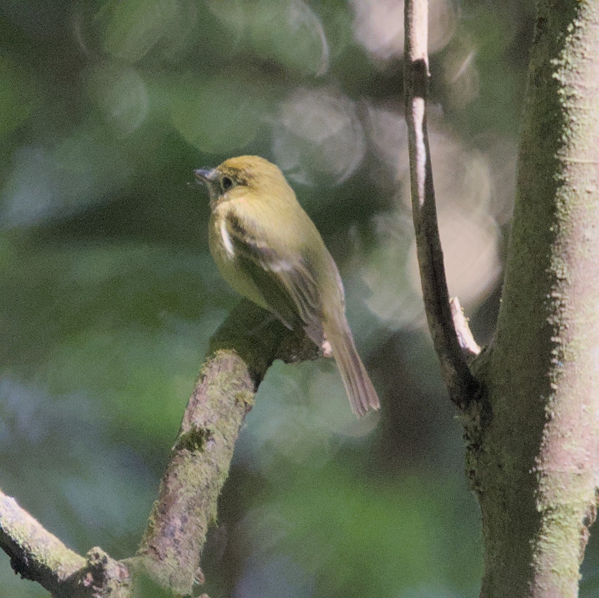 Yellowish Flycatcher - ML616611698