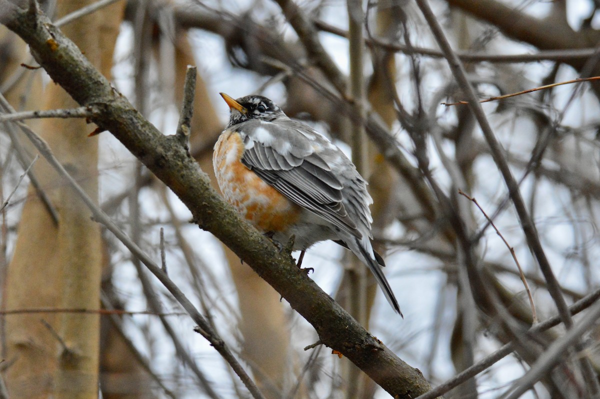 American Robin - Cheyenne Lee