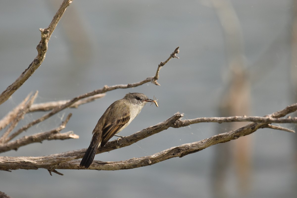 Sooty Tyrannulet - ML616611708