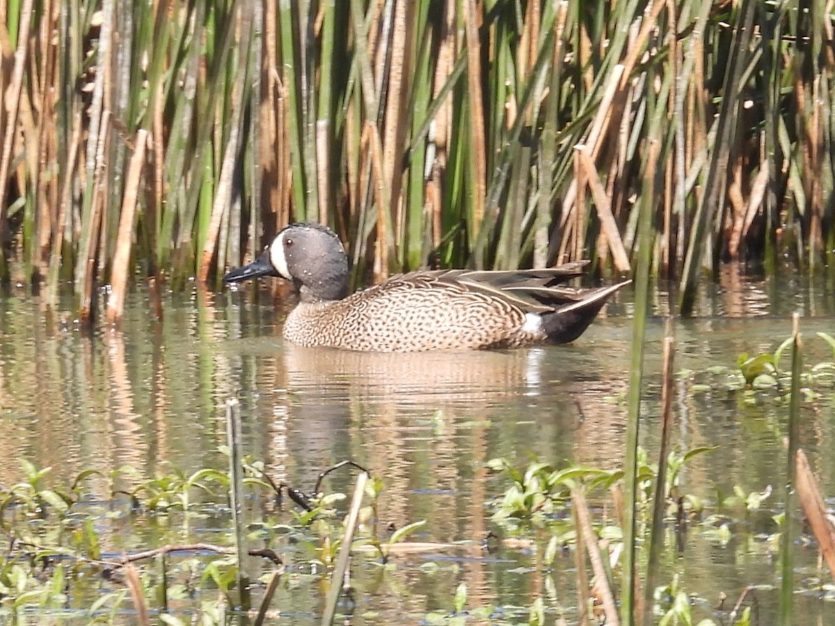 Blue-winged Teal - ML616611711