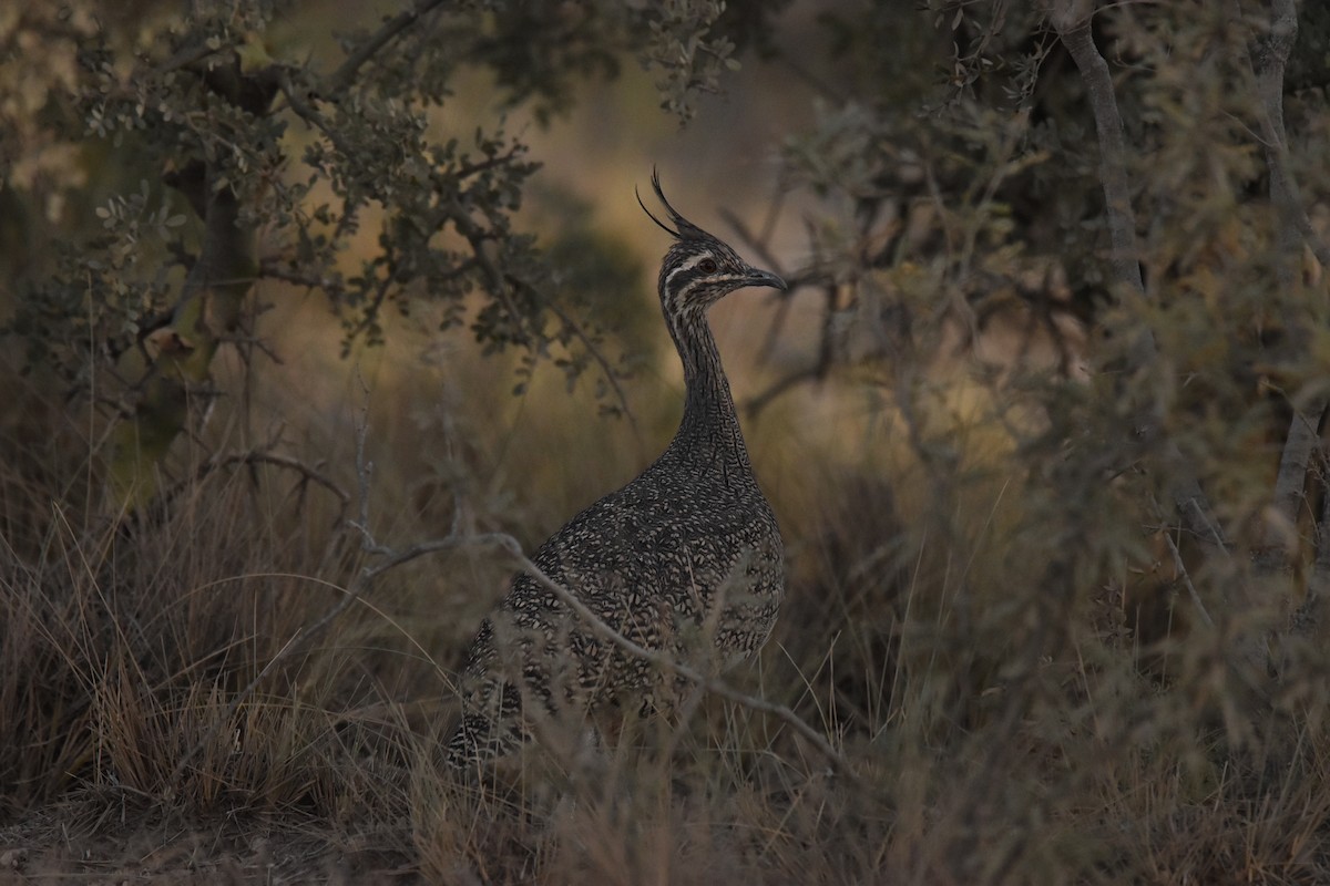 Elegant Crested-Tinamou - ML616611740