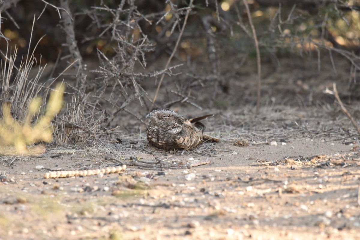 Band-winged Nightjar - ML616611741