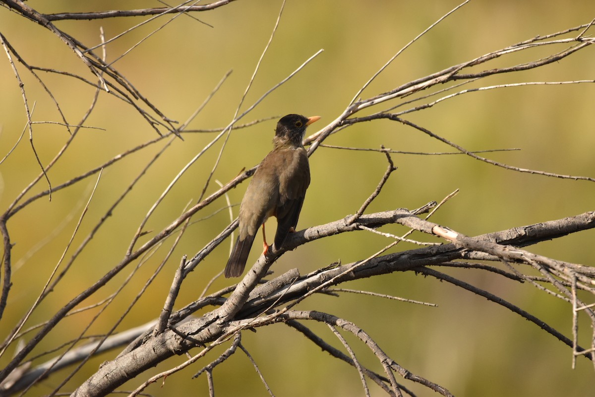 Austral Thrush - ML616611790