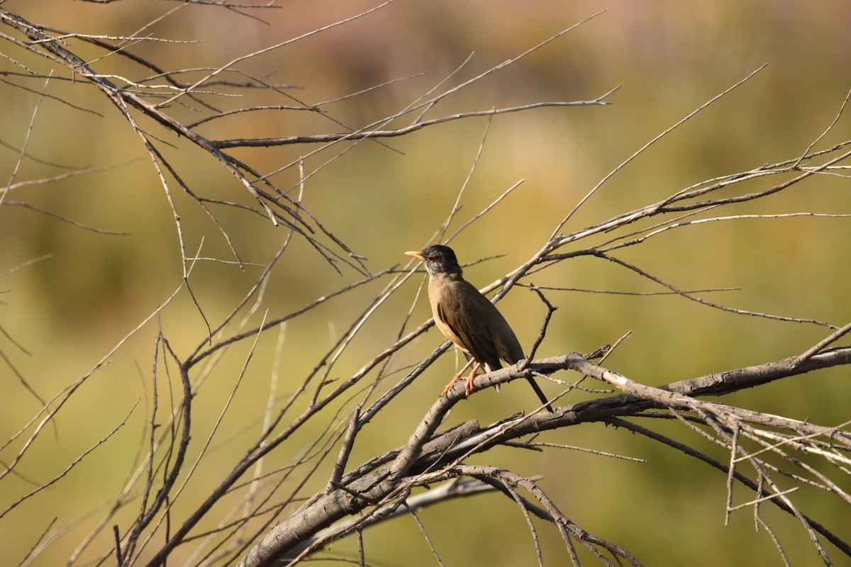 Austral Thrush - ML616611792