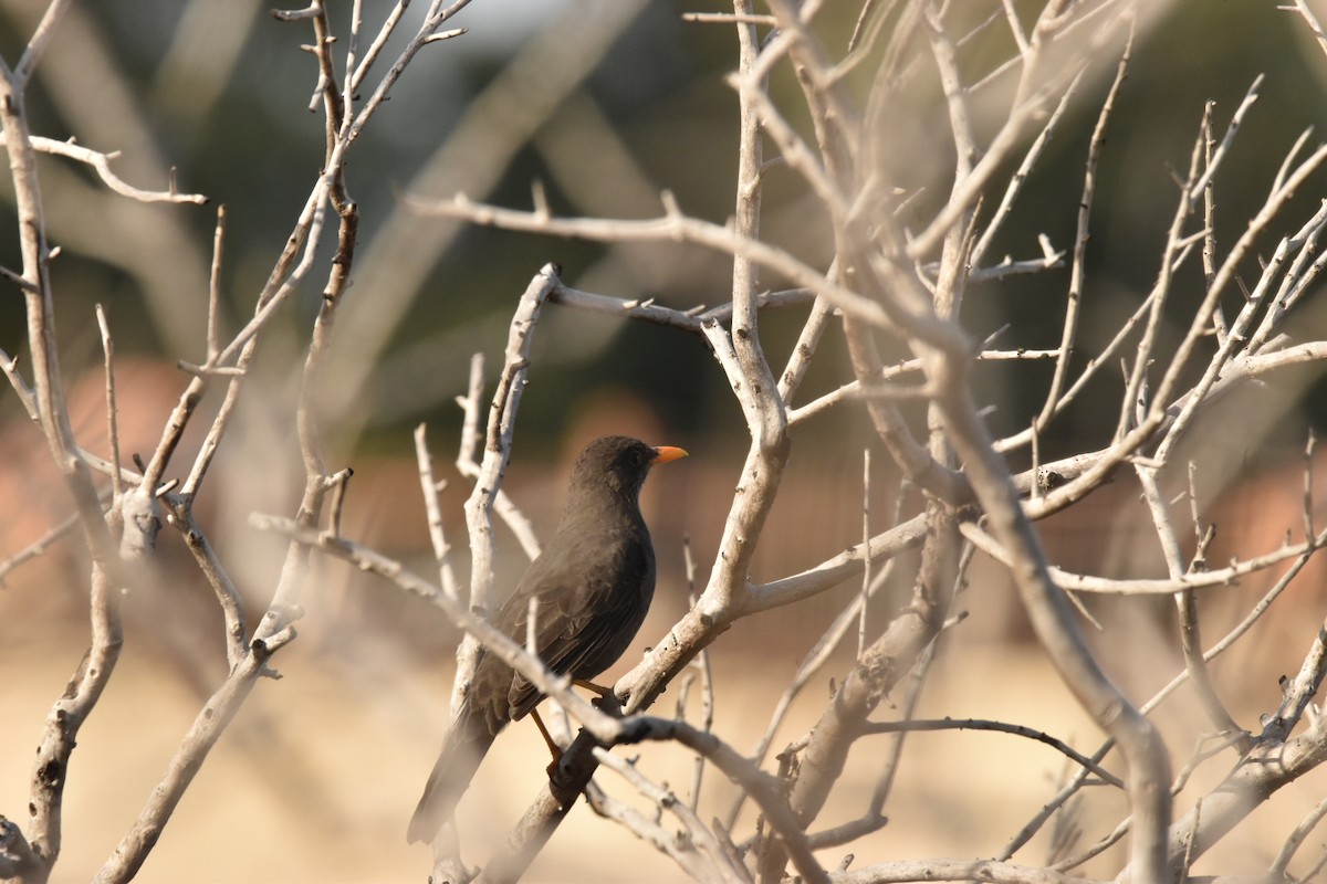 Chiguanco Thrush - ML616611798