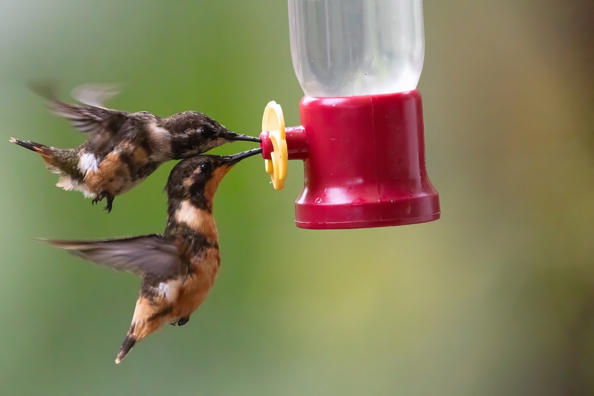 Colibrí de Mitchell - ML616611812