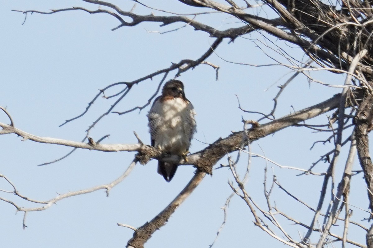 Red-tailed Hawk - ML616611829