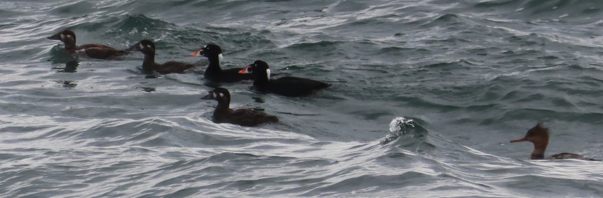 Surf Scoter - Walter Thorne