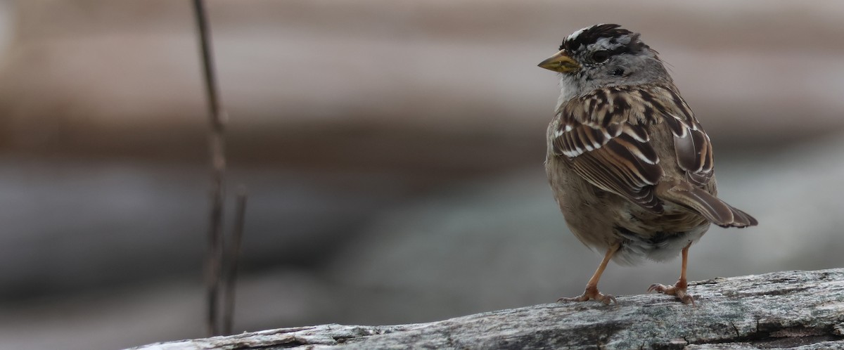 White-crowned Sparrow - ML616611916