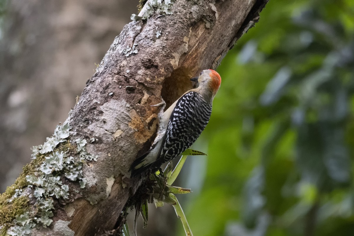 Red-crowned Woodpecker - ML616611919