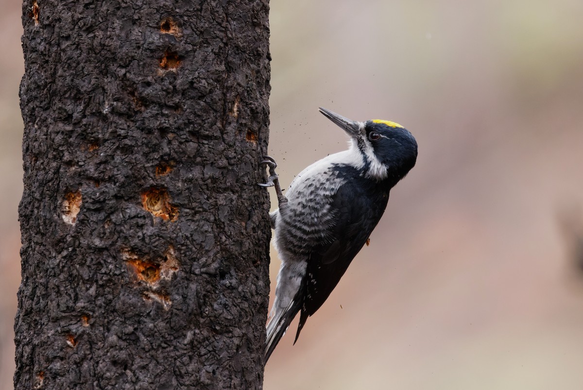 Black-backed Woodpecker - Braydon Luikart