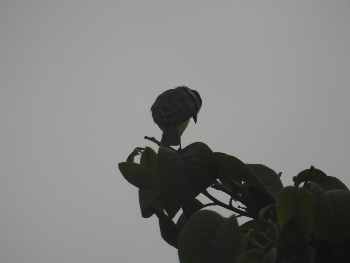 Rusty-margined/Social Flycatcher - Juan Ramírez