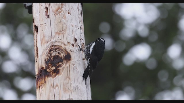 Williamson's Sapsucker - ML616611984