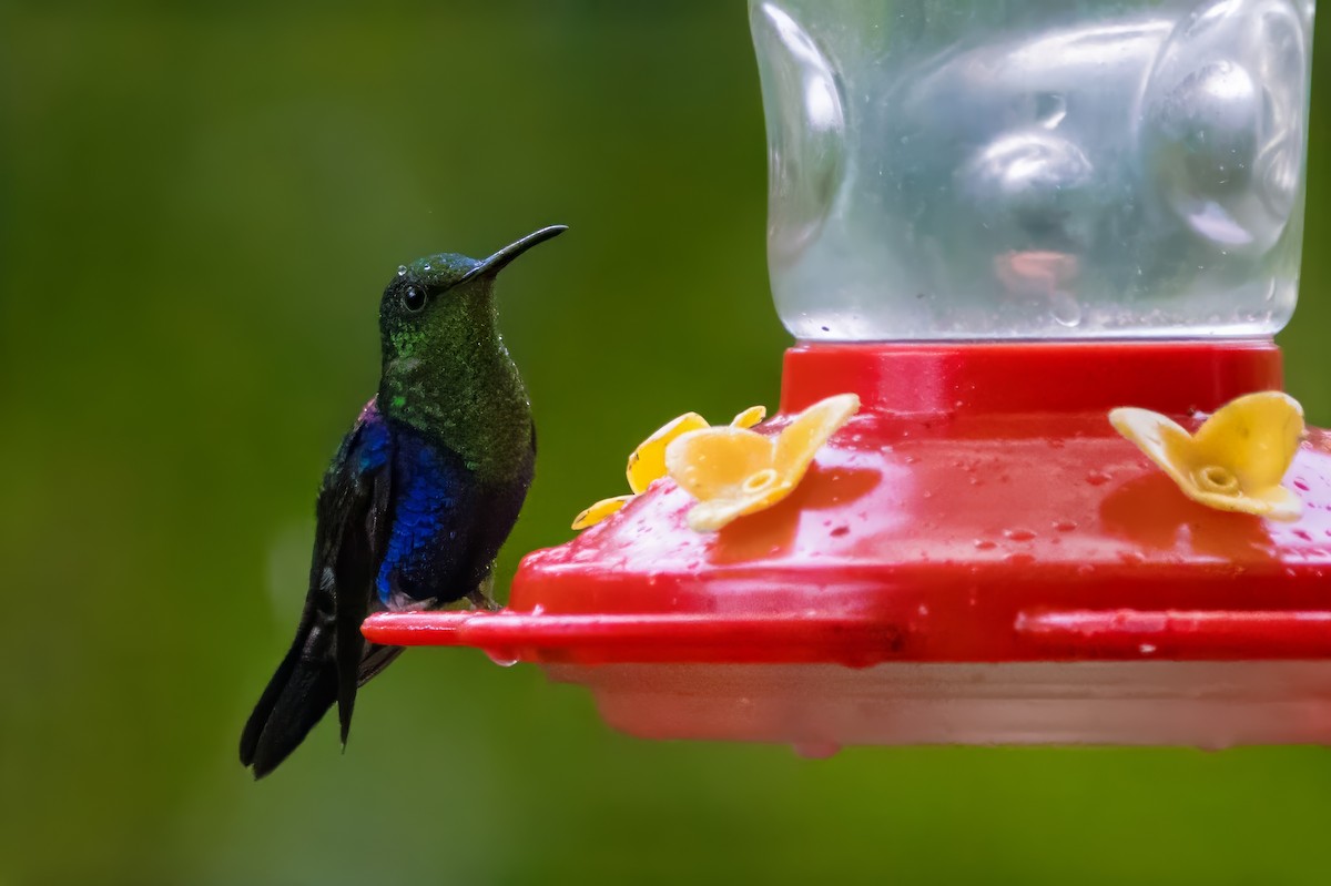 kolibřík vidloocasý - ML616612051