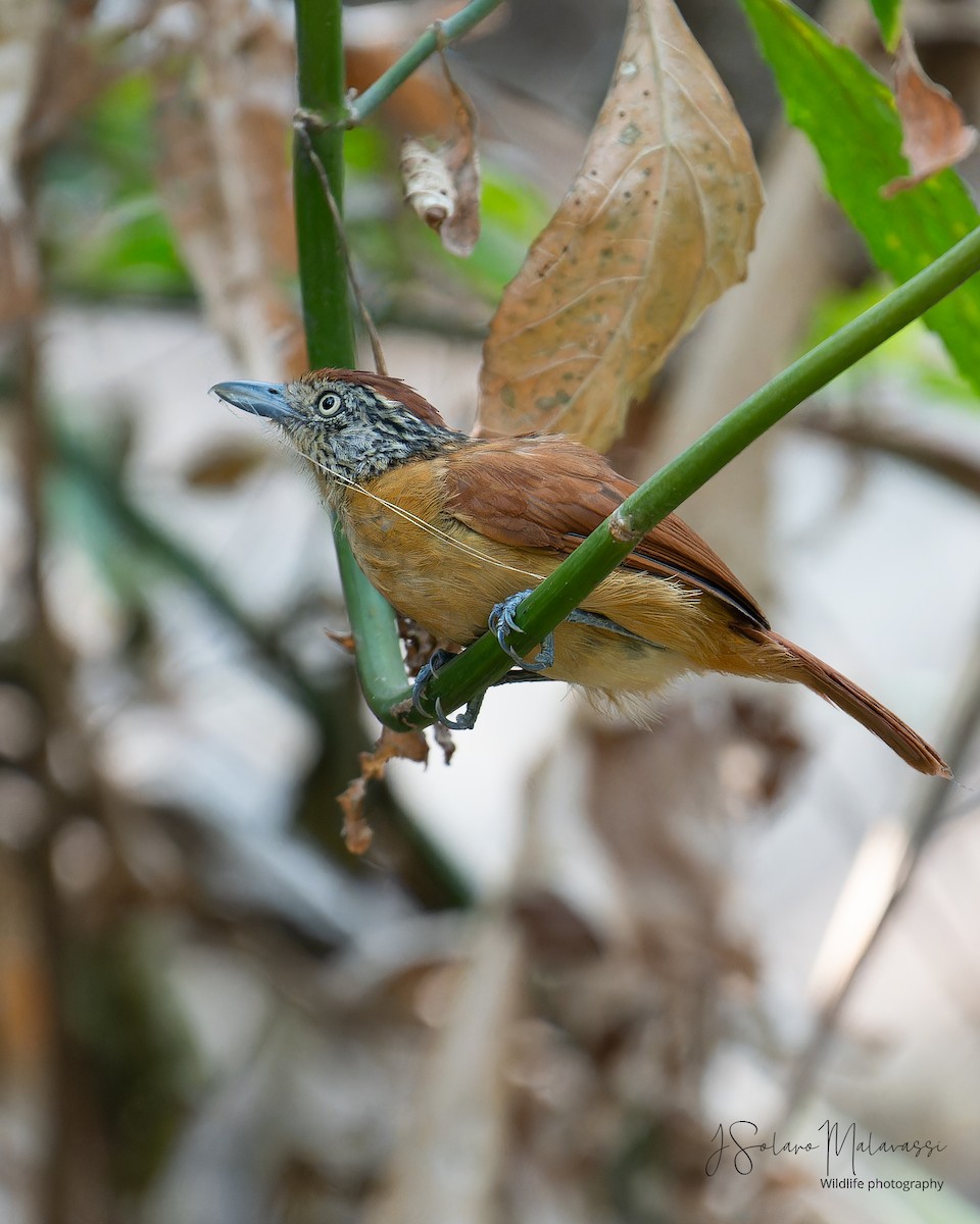 Barred Antshrike - Javier Solano Malavassi