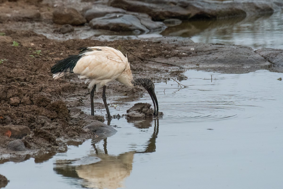 African Sacred Ibis - ML616612098