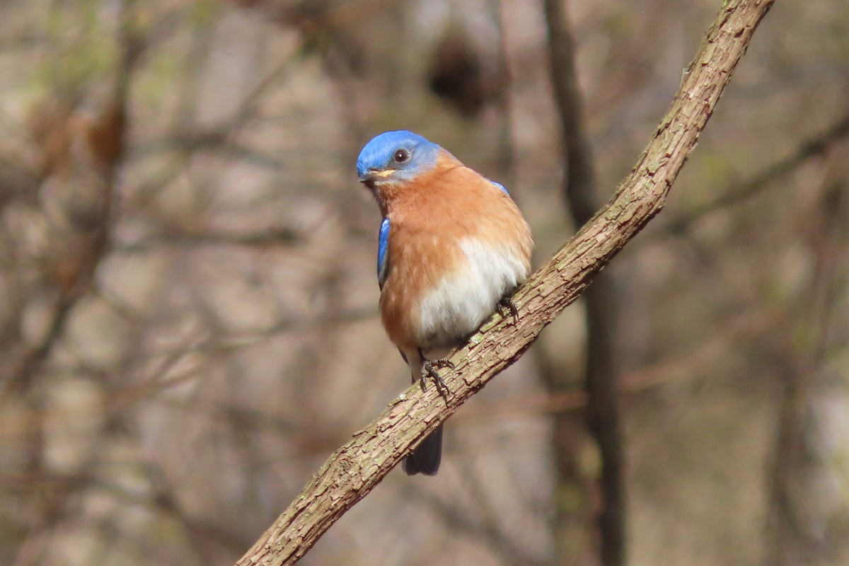 Eastern Bluebird - ML616612155