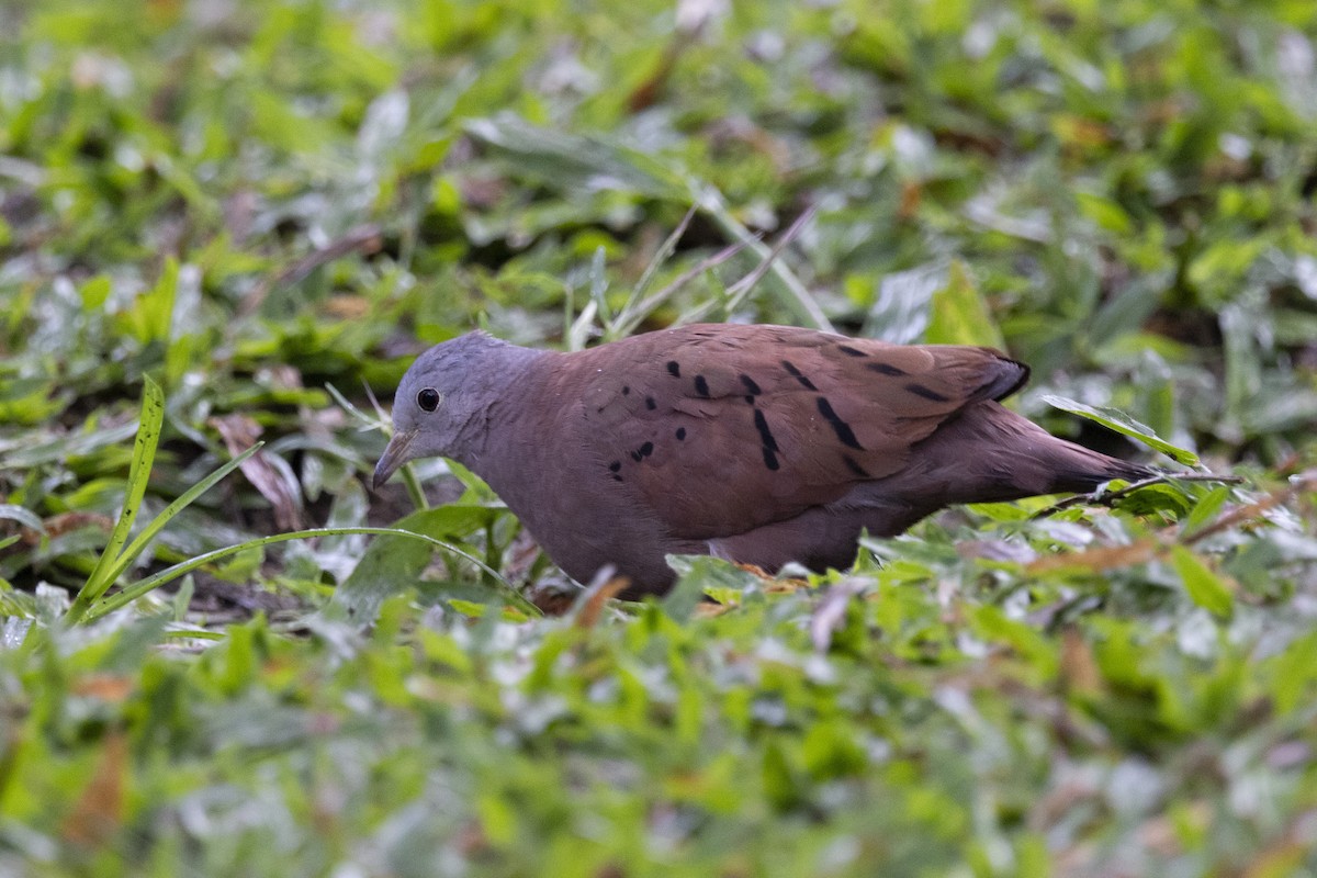 Ruddy Ground Dove - ML616612164