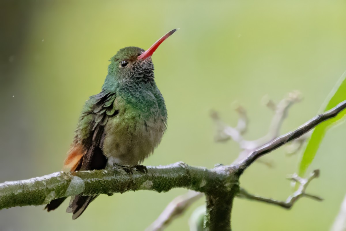 Rufous-tailed Hummingbird - Briana Fisher
