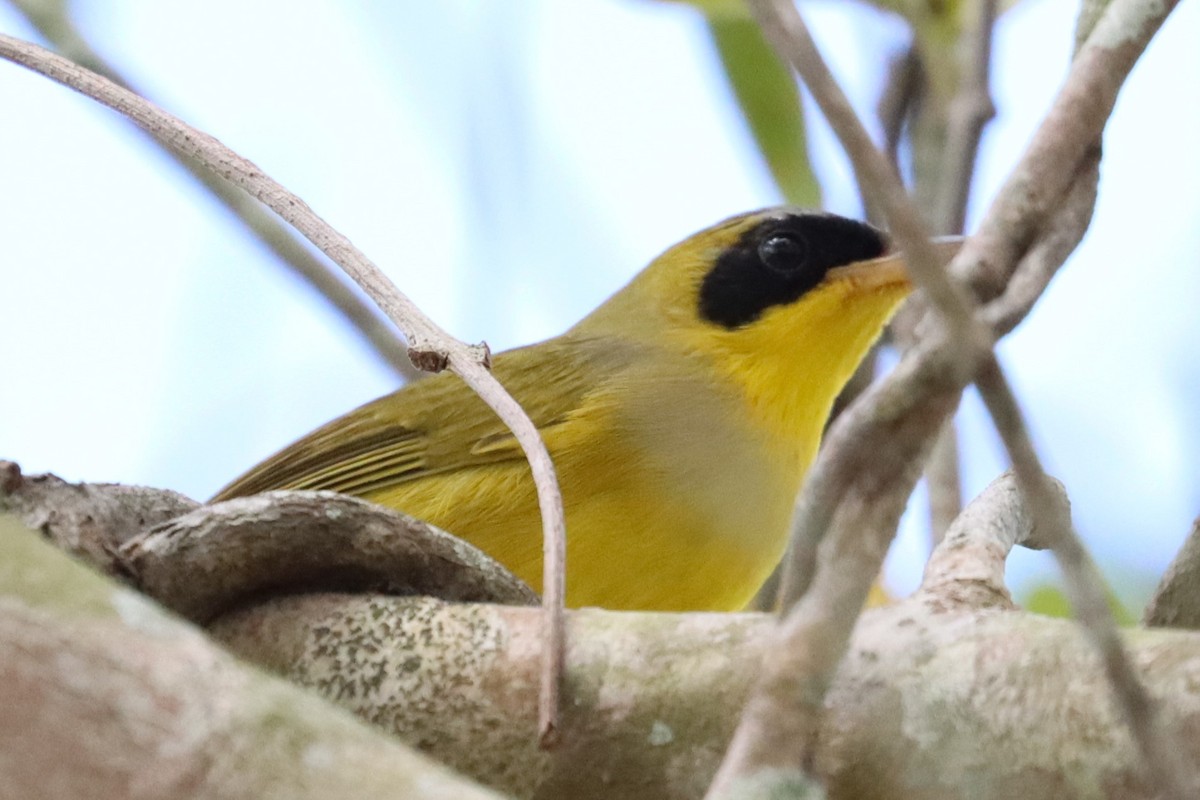 Masked Yellowthroat - Subodh Ghonge