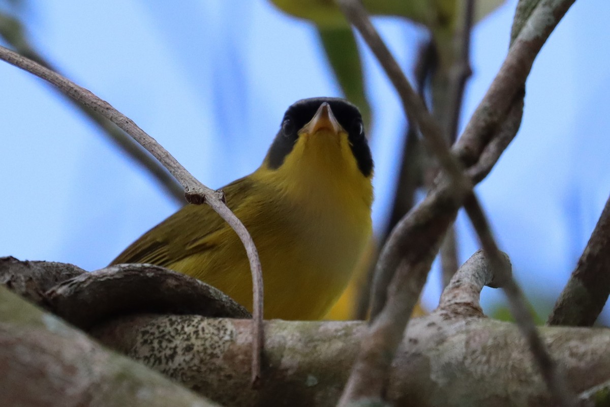 Masked Yellowthroat - Subodh Ghonge