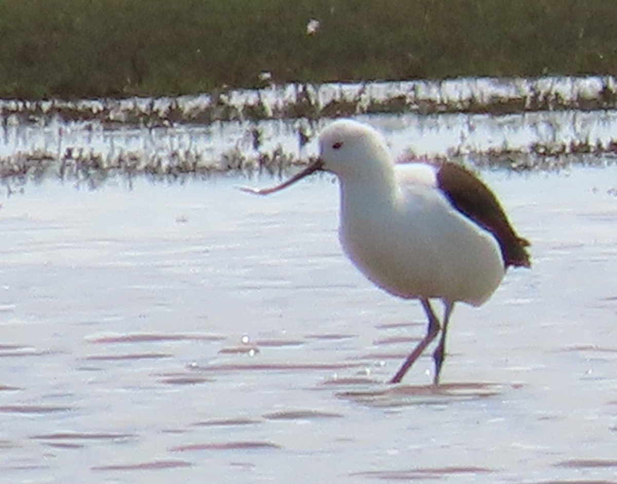 Andean Avocet - Elizabeth Lyons