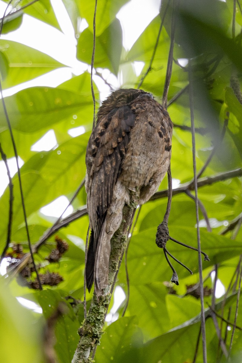 Common Potoo - Loni Ye