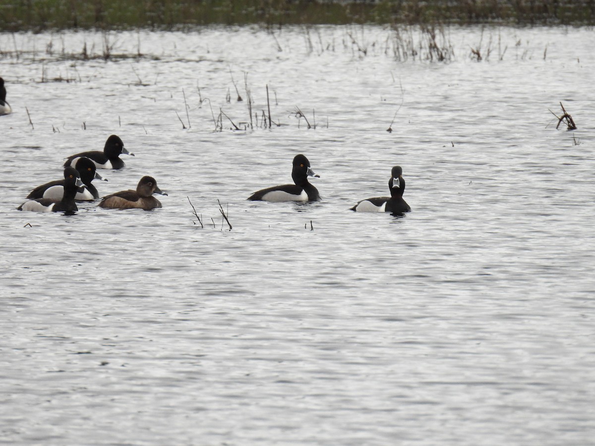 Ring-necked Duck - ML616612227