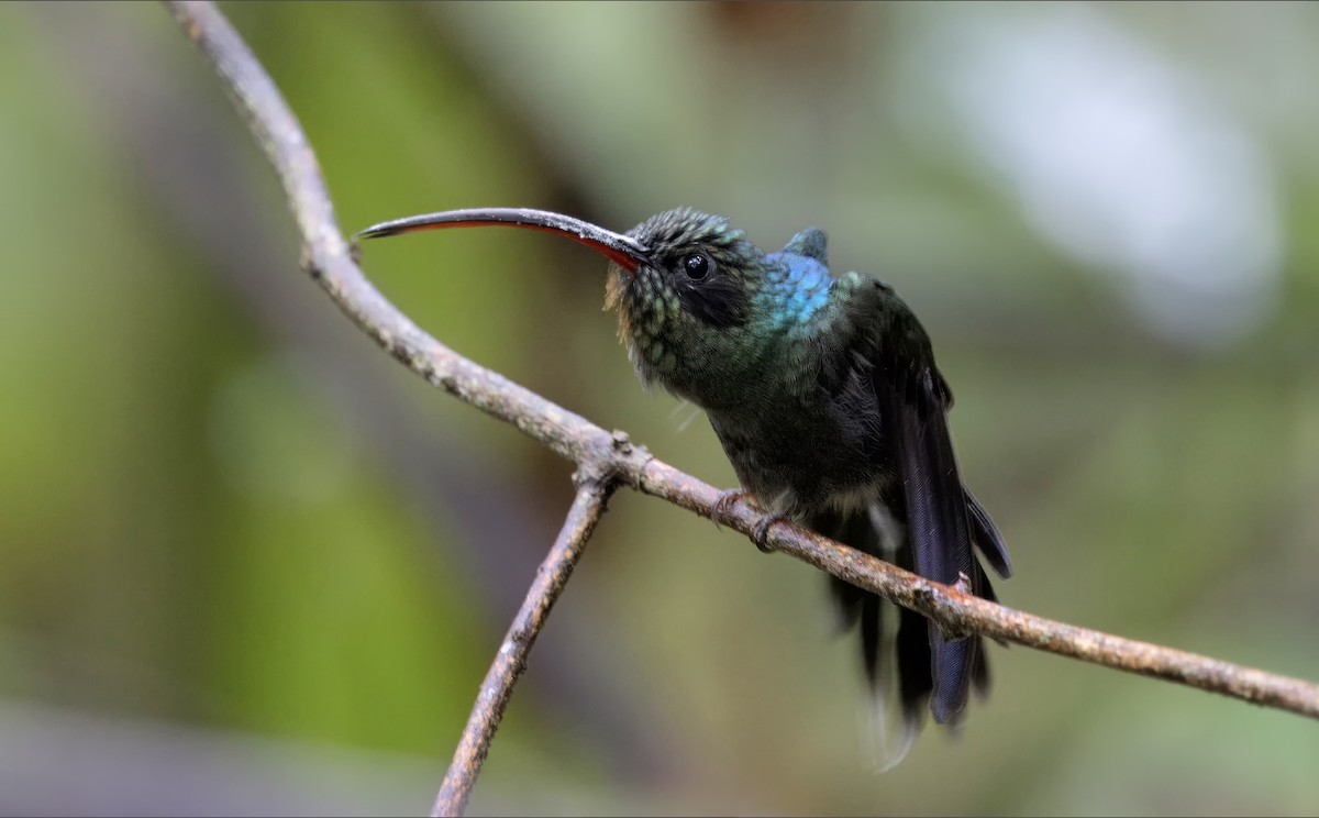 Grünschattenkolibri - ML616612237