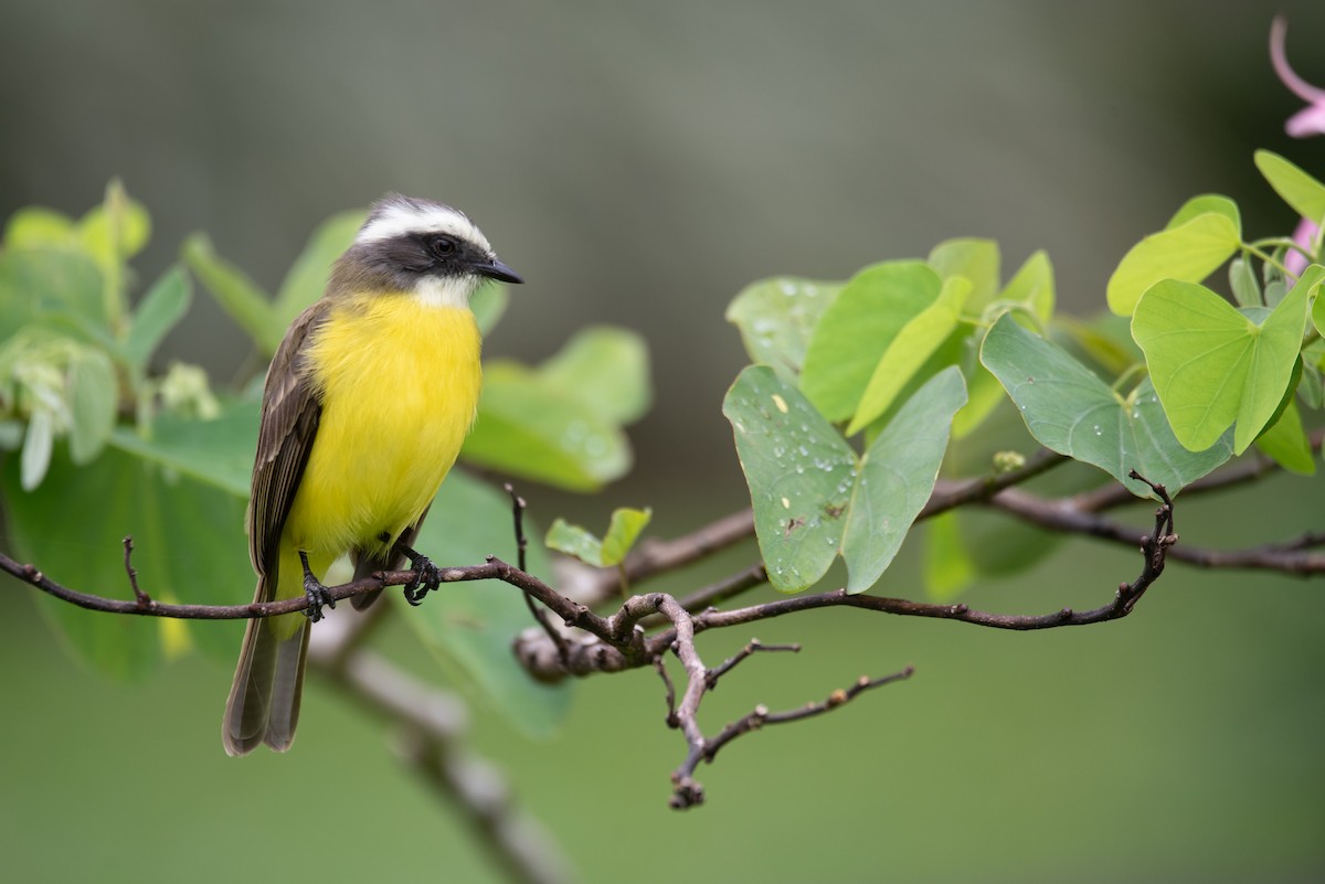 Social Flycatcher - ML616612269