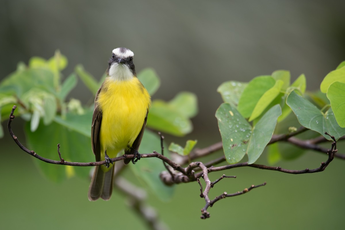 Social Flycatcher - ML616612270