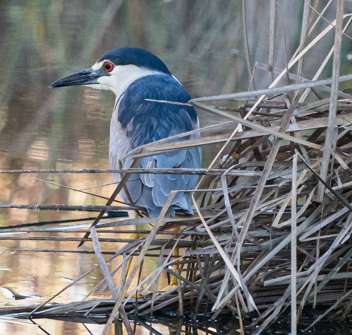 Black-crowned Night Heron - ML616612271