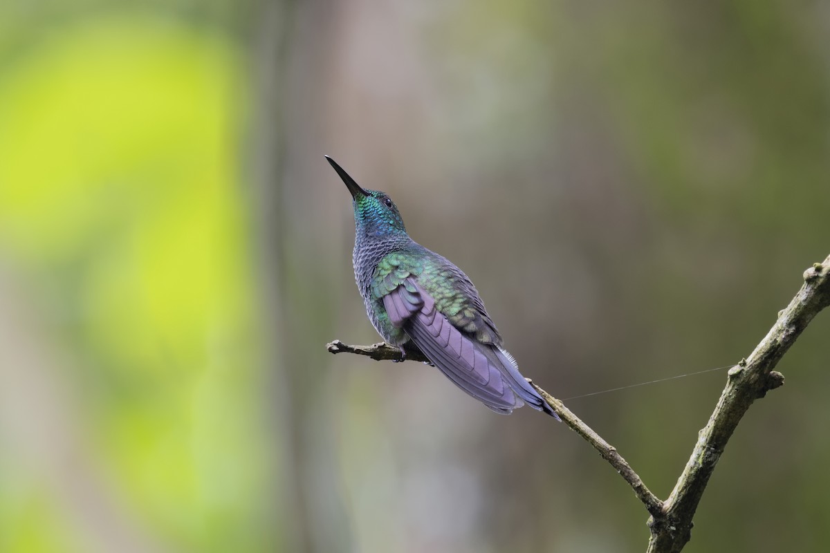 kolibřík bělořitý - ML616612276